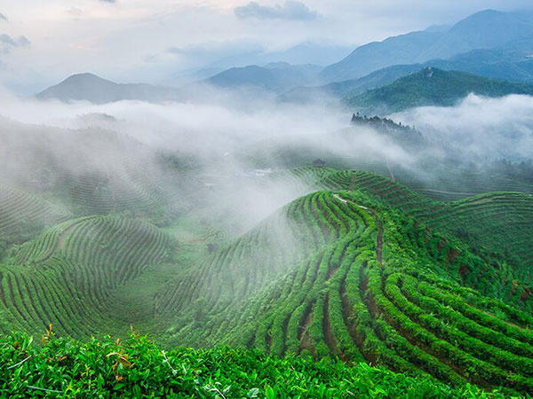 云霧繚繞、生態(tài)、有機茶園一角